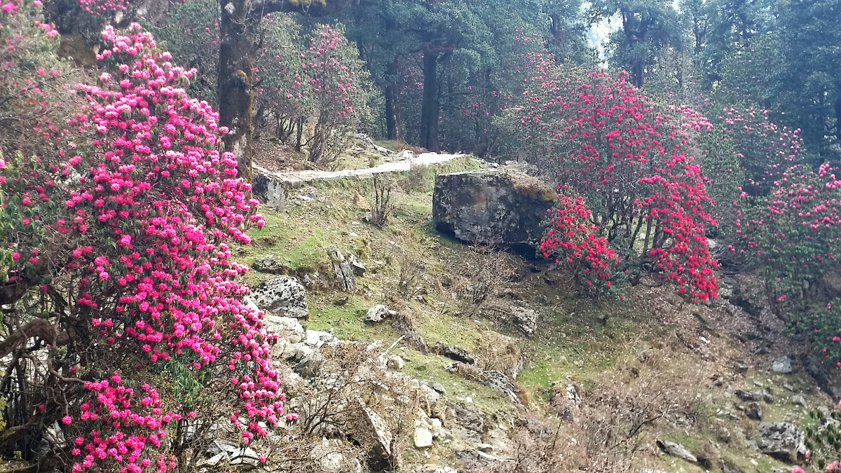 se tungnath photojourney21 - Himalayan Institute