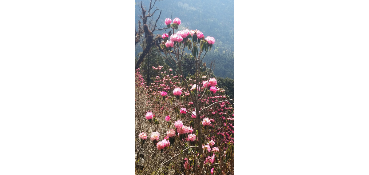 se tungnath photojourney22 - Himalayan Institute