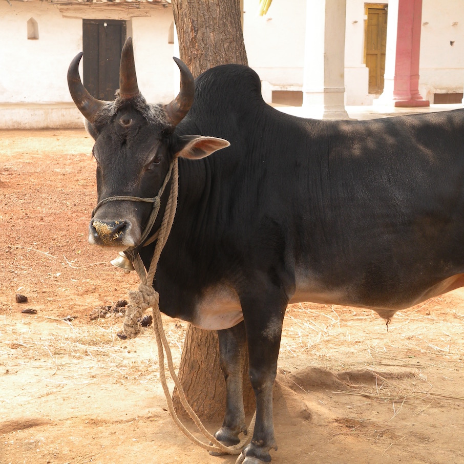 The three eyed bull in Jatashankar - Himalayan Institute