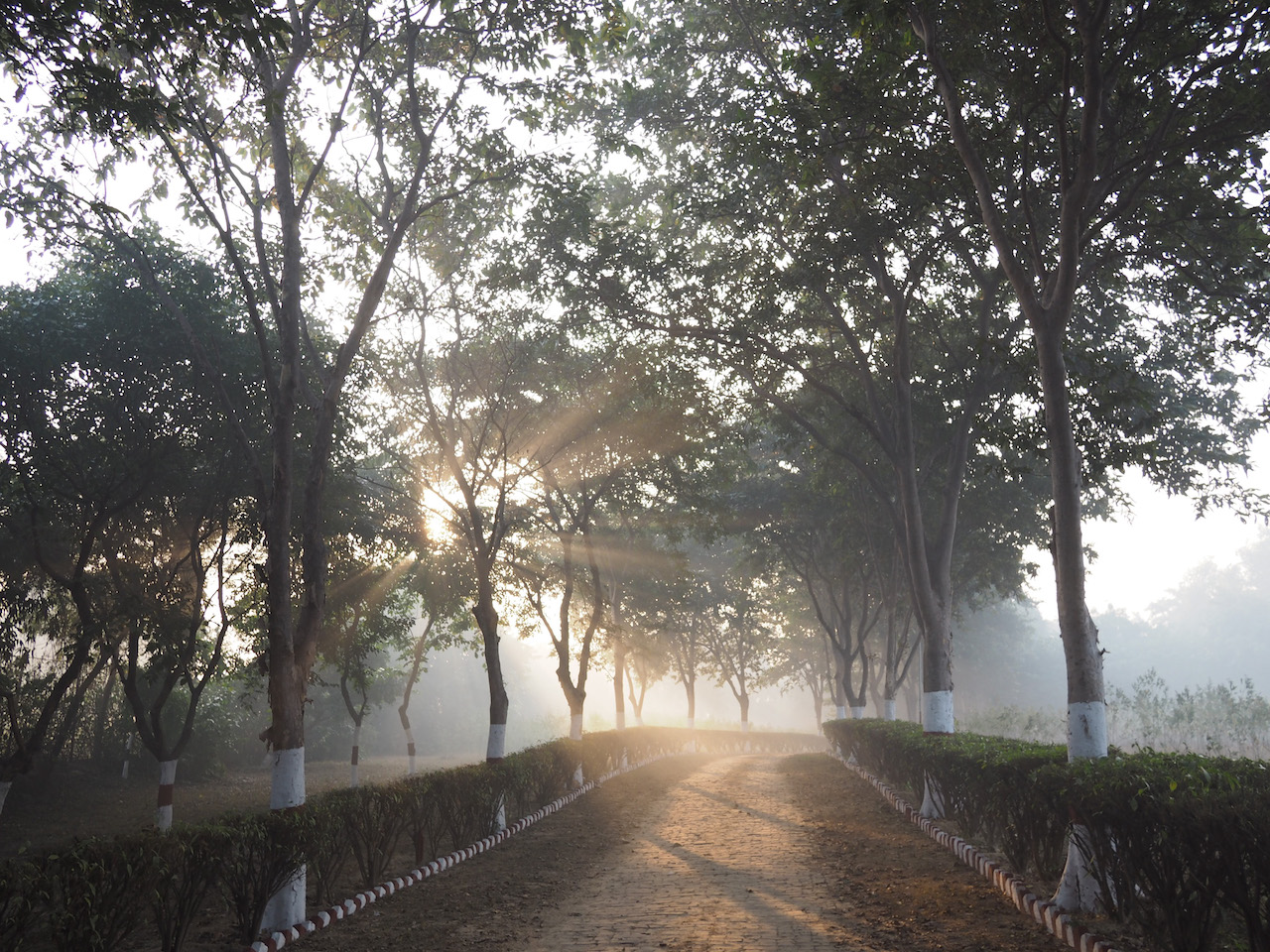Campus Walkway on a Foggy Morning - Himalayan Institute