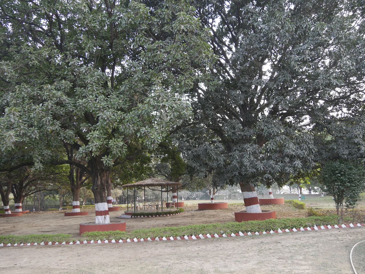 Mahua Grove - Himalayan Institute