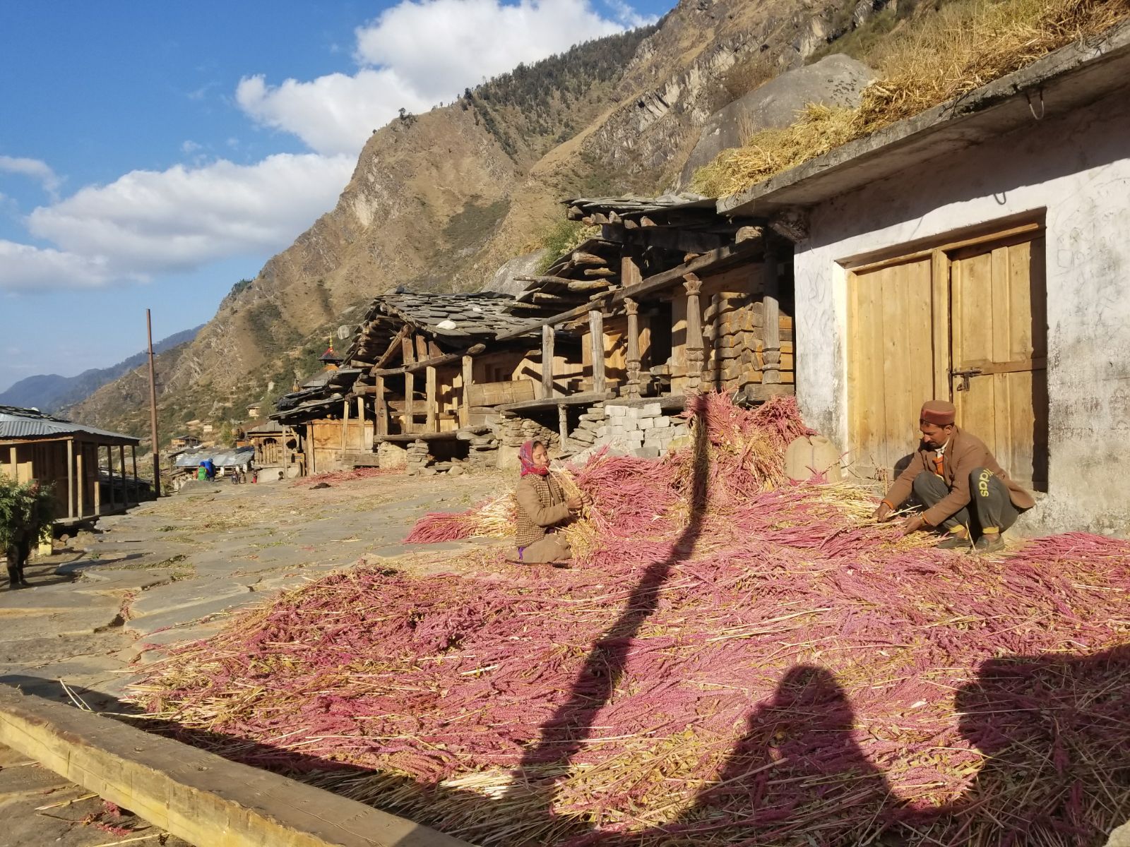 In Osla The last village locals harvest amaranth for the winter - Himalayan Institute