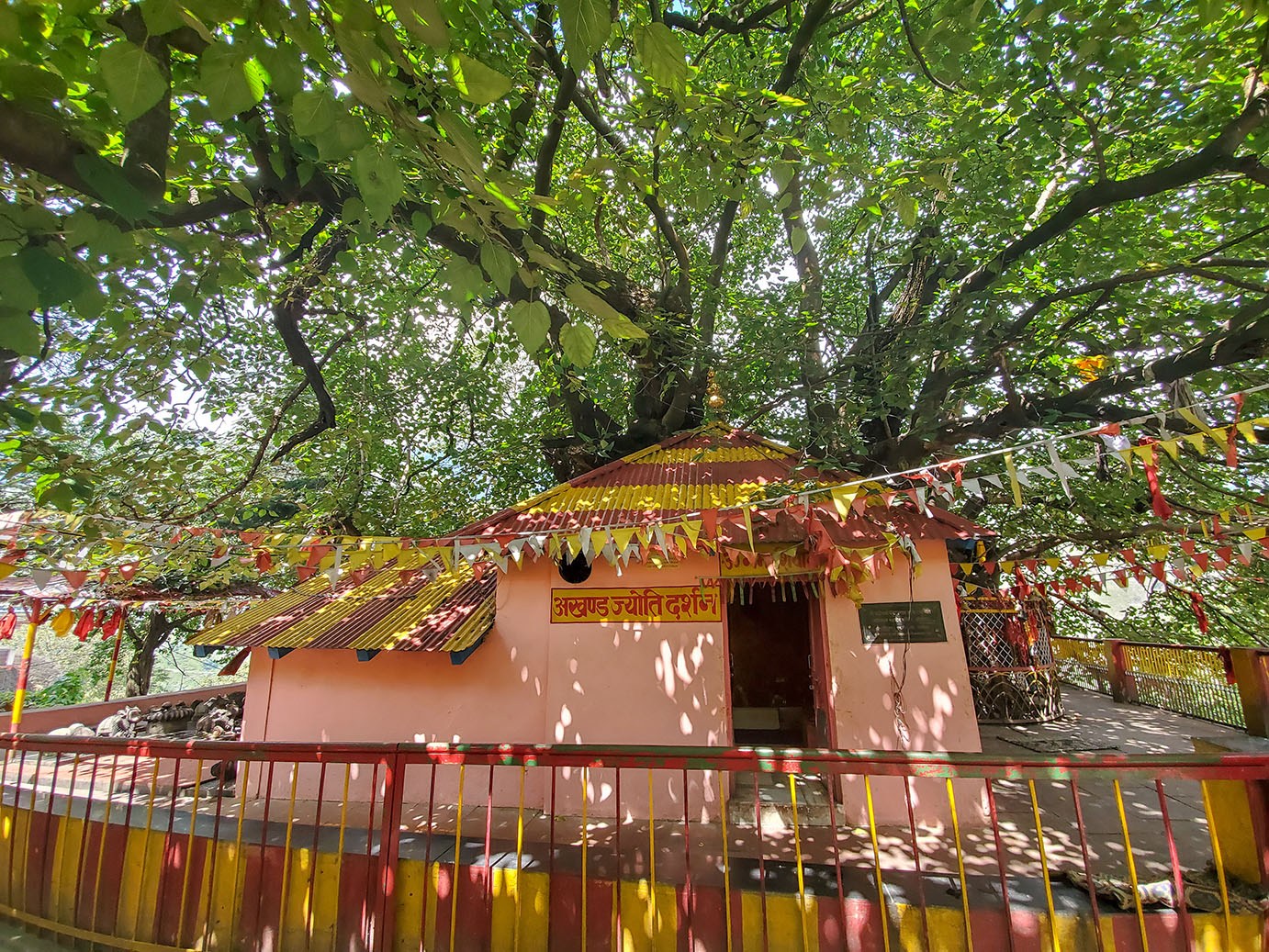 banyan tree where adi shankaracharya meditated - Himalayan Institute