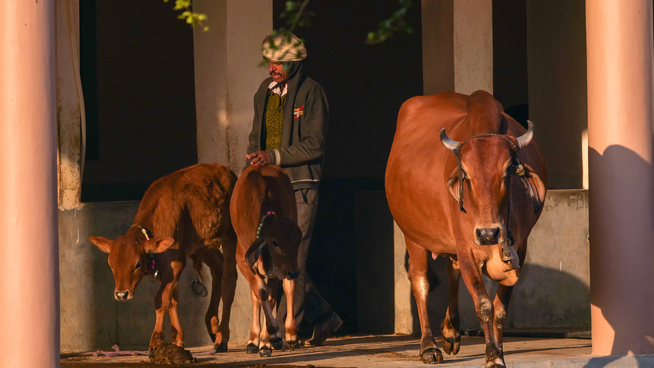 KSI 2023 cows with farmer scaled - Himalayan Institute