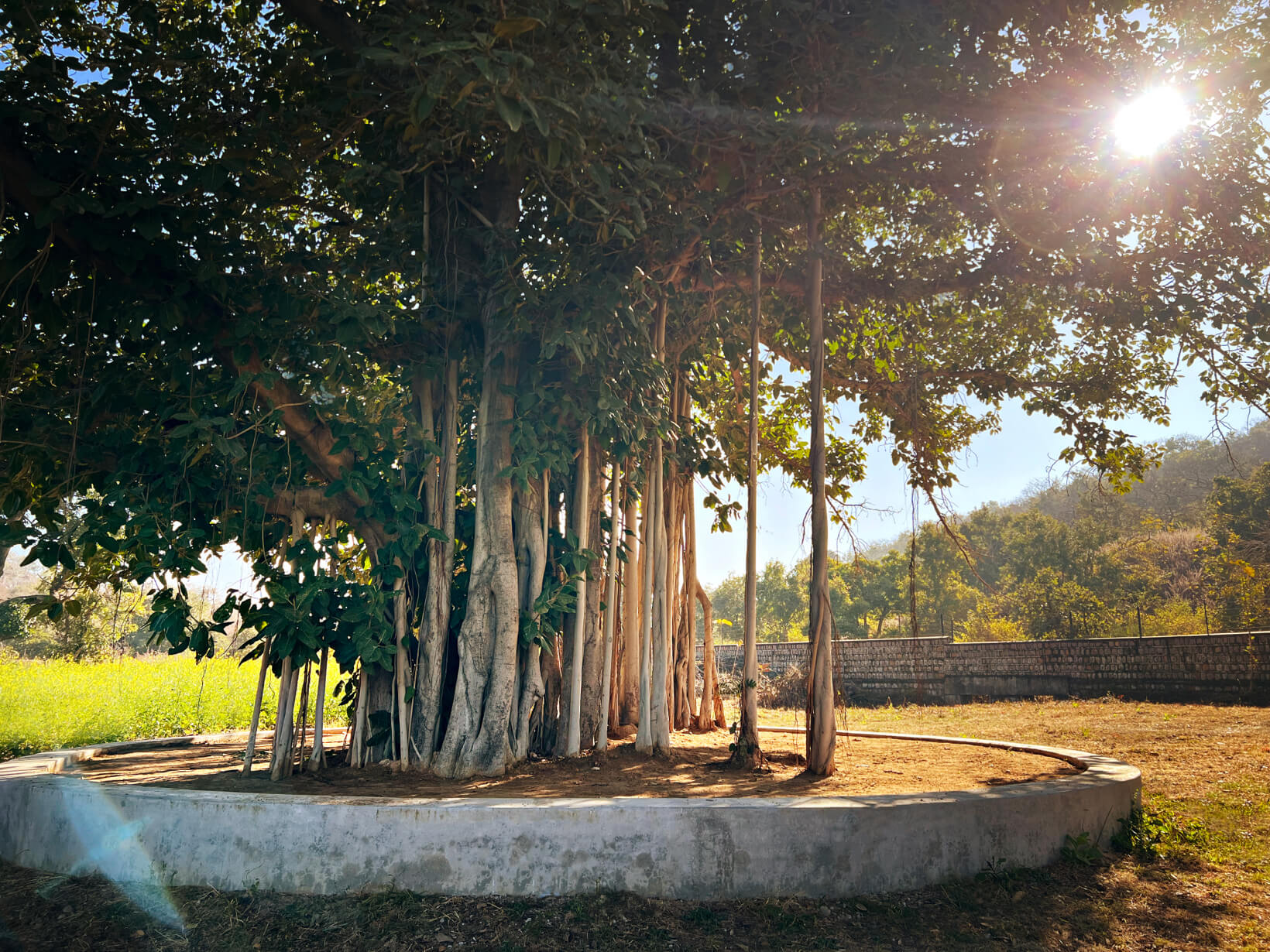 khajuraho banyan tree full - Himalayan Institute