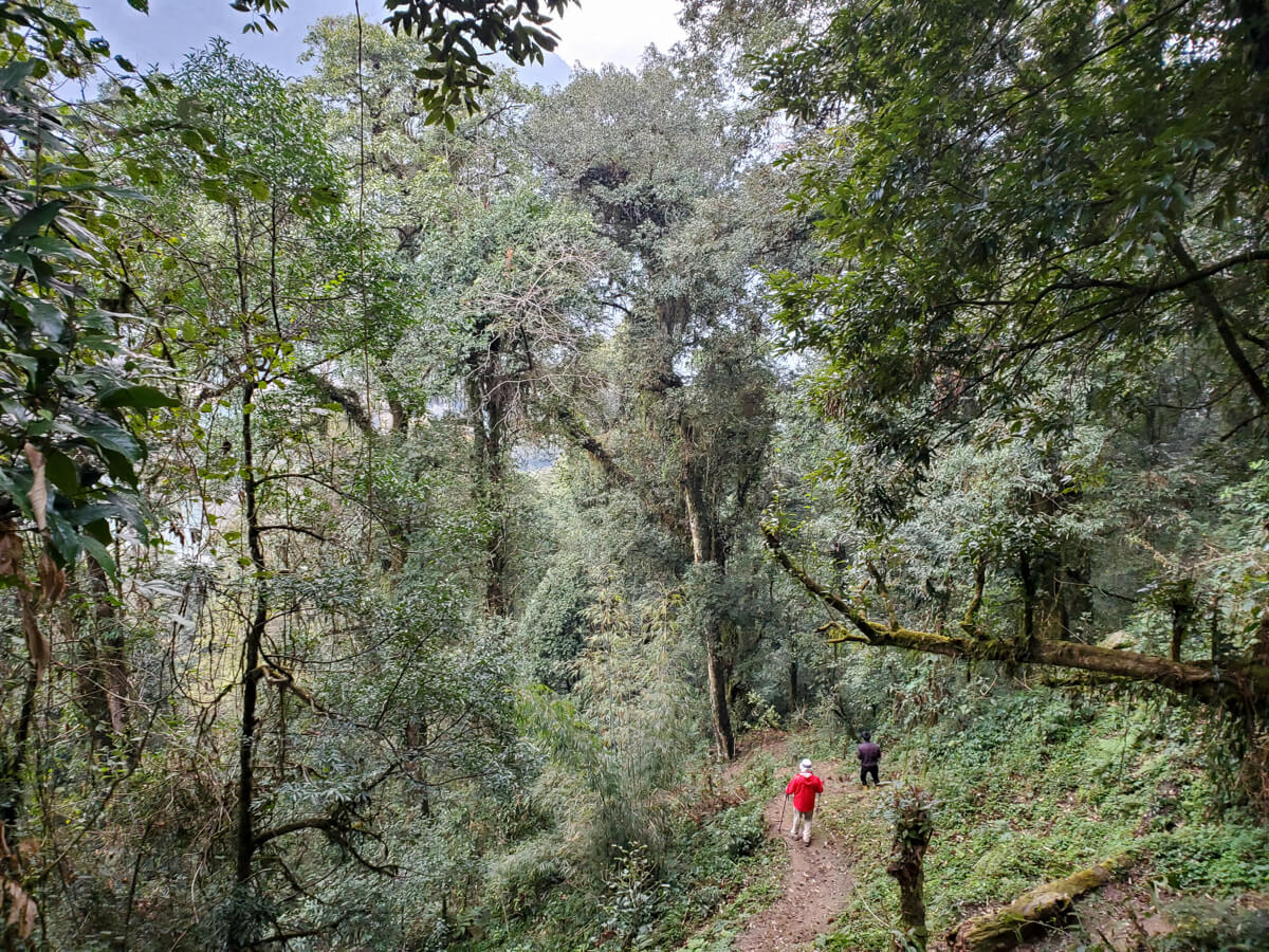 sikkim hiking in wood growth - Himalayan Institute