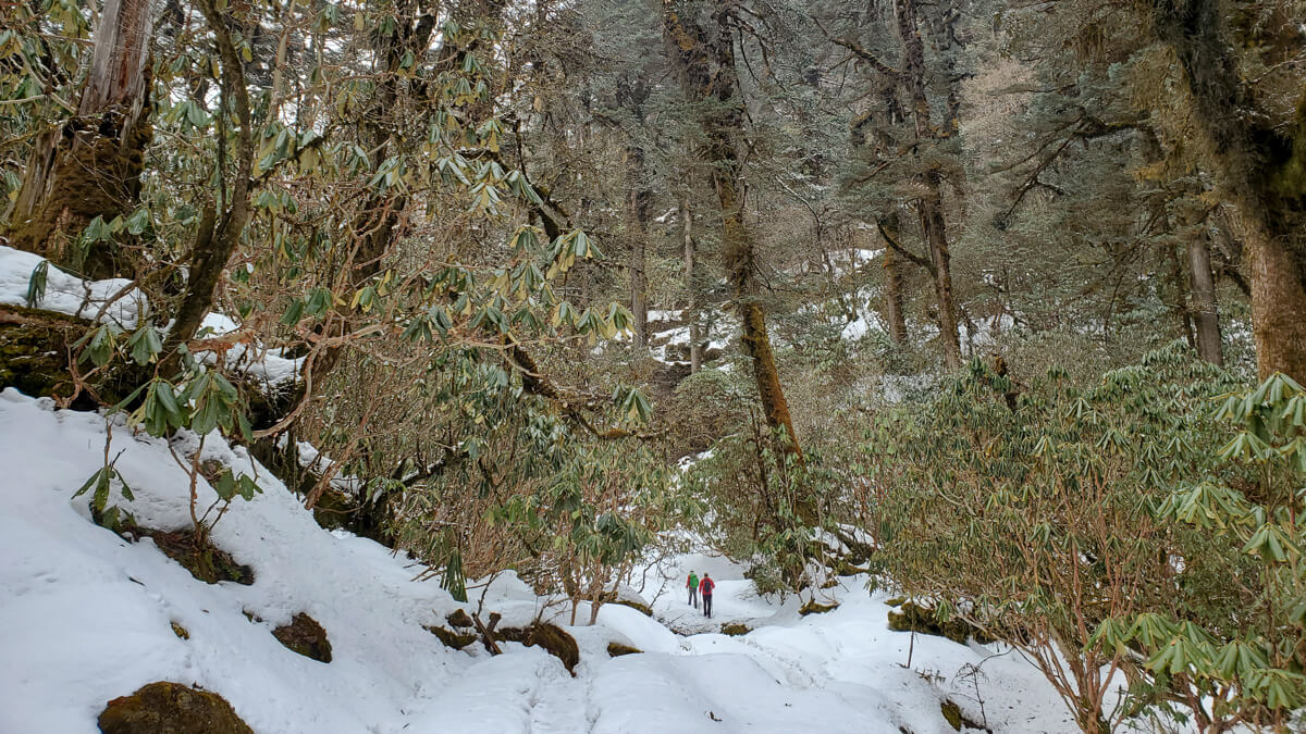 sikkim snow woods - Himalayan Institute
