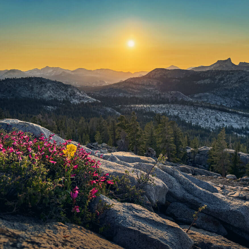 yosemite-flowers-sunset