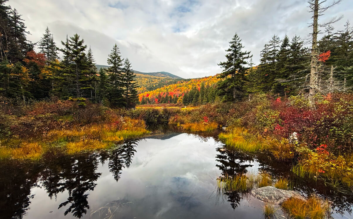 white-mountains-fall-foliage-creek